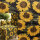 Samt, Digital bedruckt mit Sonnenblumen